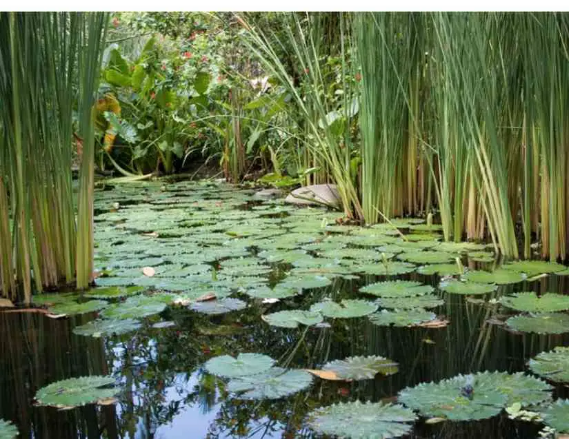 Looking-at-a-lily-pad-thinking-what-are-medium-heavy-rods-used-for-