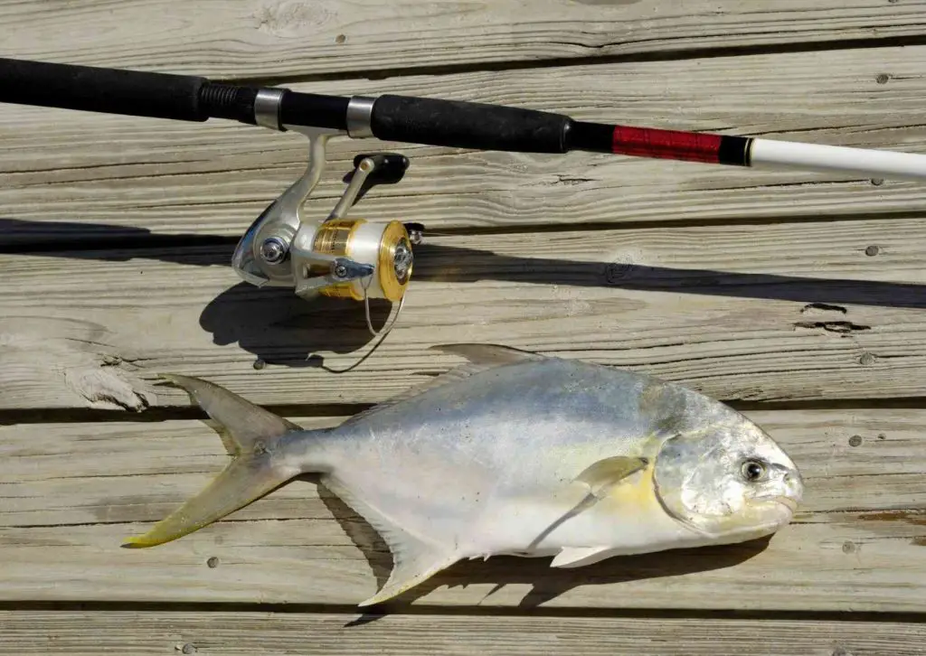 _a rod and reel is the best setup for pompano surf fishing