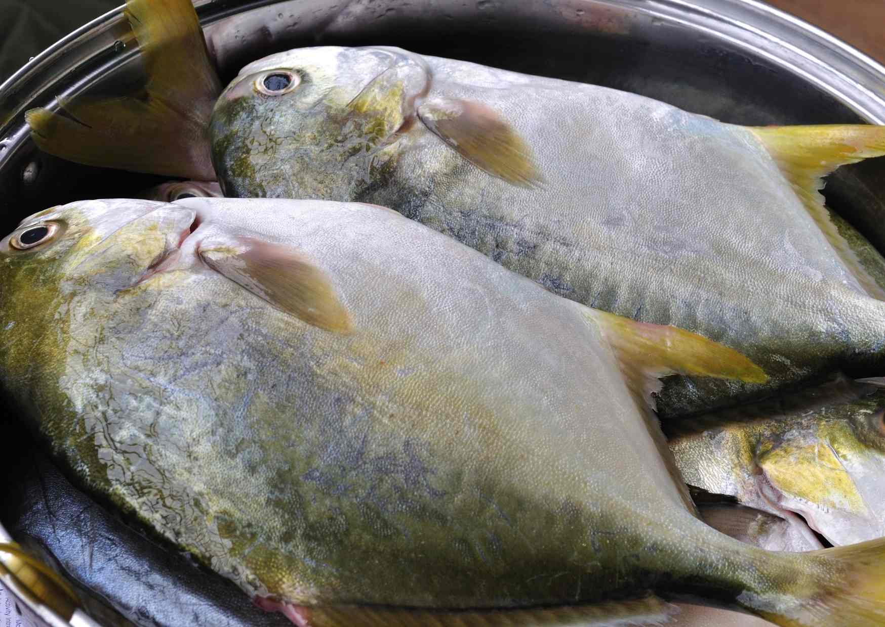 two fish caught with the Best surf rod for pompano