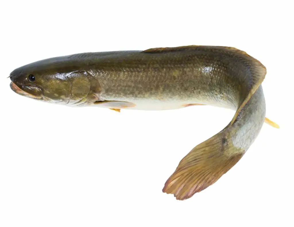 A bowfin fish, but how to cook bowfin? 
