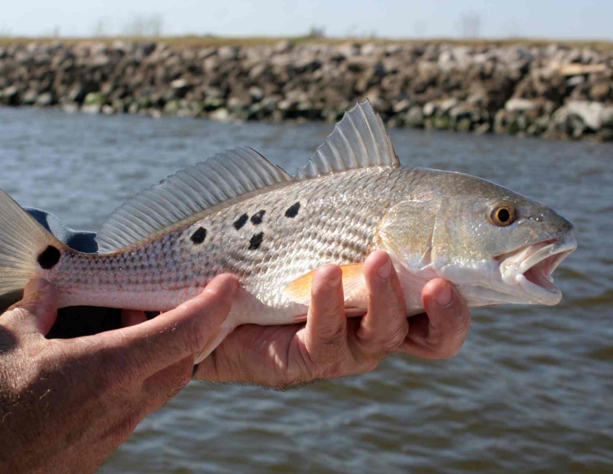 A man holding a redfish thinking Do redfish have teeth