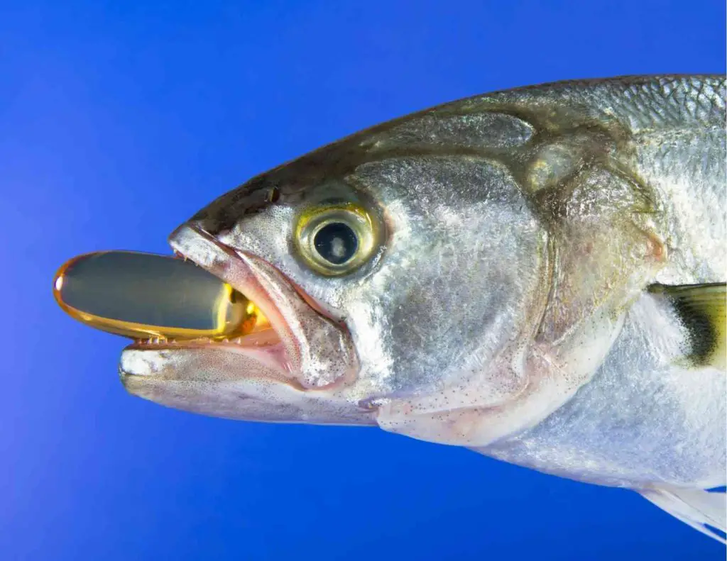 Do bluefish bite people like this bluefish? 