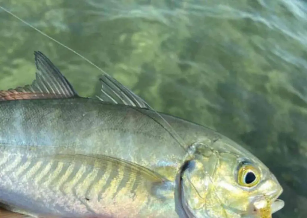 The markings of a hardtail fish