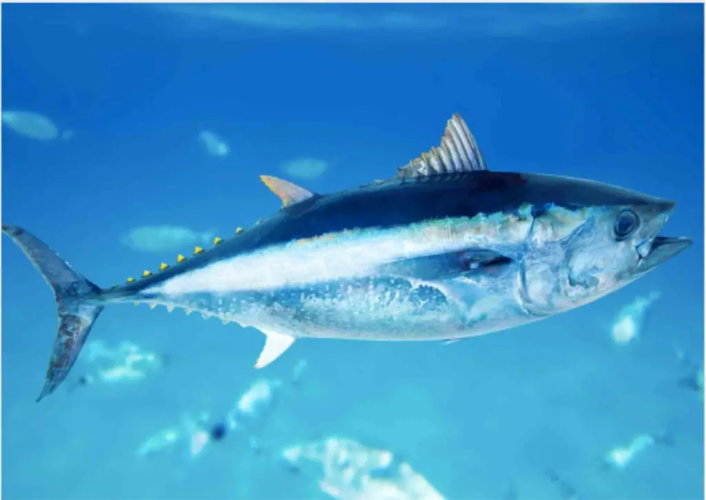 Tuna fish that can be caught on the Tsunami SaltX