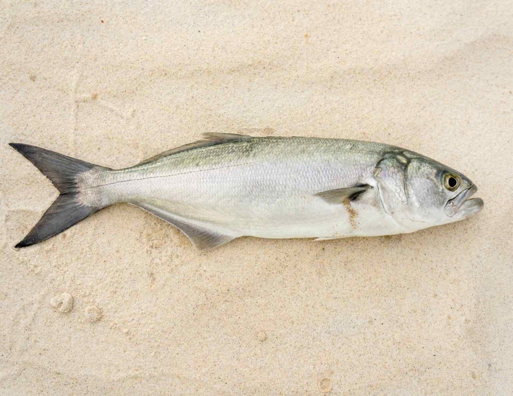 What attracts bluefish like this bluefish on the sand? 