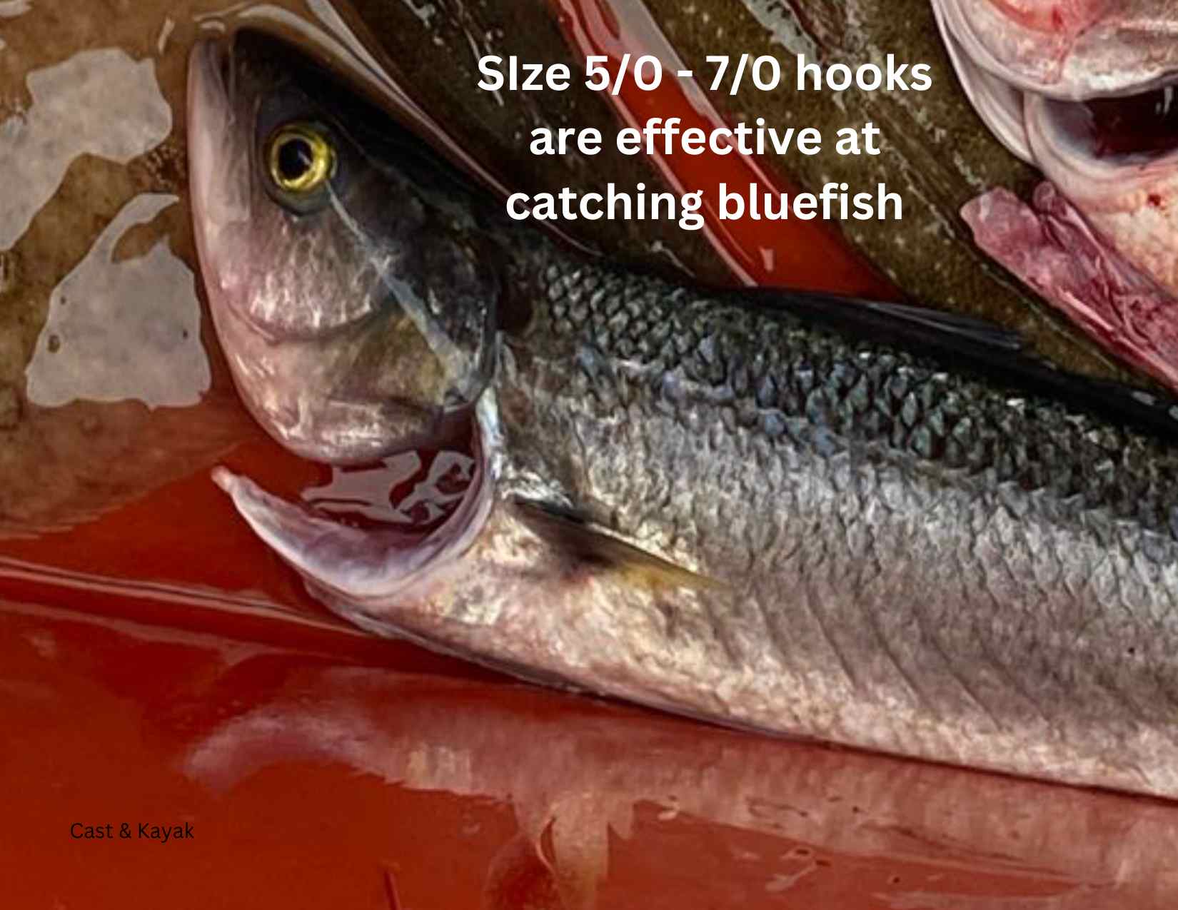 what-size-hook-to-use-for-bluefish-quick-guide-cast-and-kayak